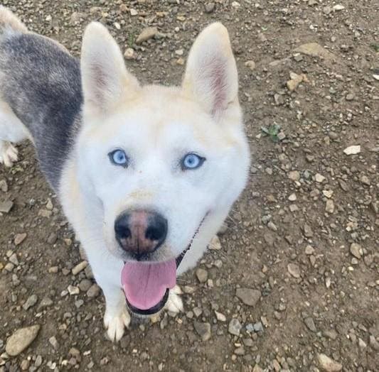 ❣️Husky Mix Keanu❣️