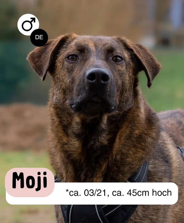 Hübscher Moji sucht Für-Immer-Zuhause