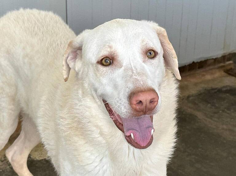 EDDY – so ein toller Hund!!!