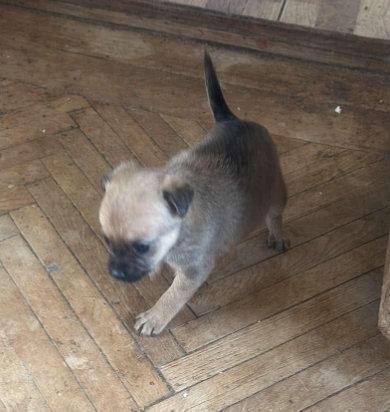 Viktoria, großer Name für Hundekind
