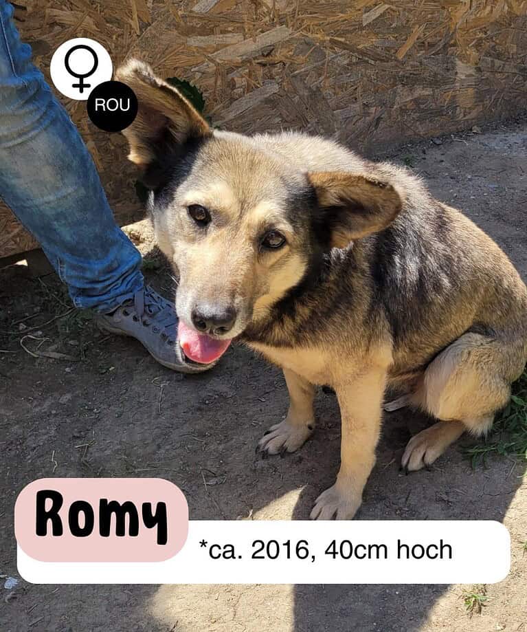 Herzliche Romy möchte endlich ankommen