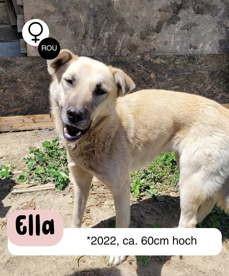 Ella – sanfte Begleiterin