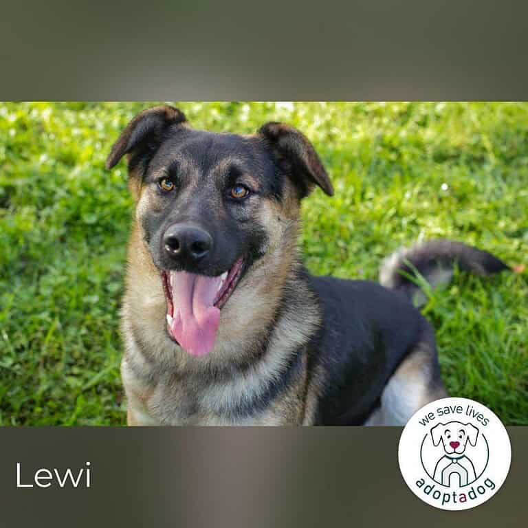 Lewi  Zuhause gesucht