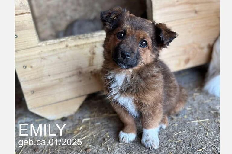 Welpe Emily sucht liebevolle Familie