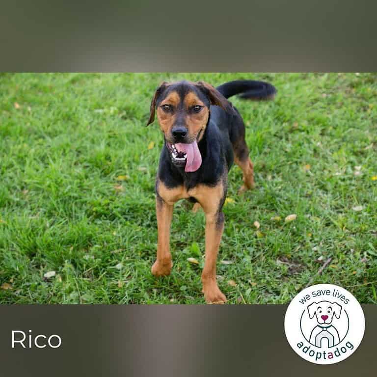 Rico  findet er seinen Platz bei dir?