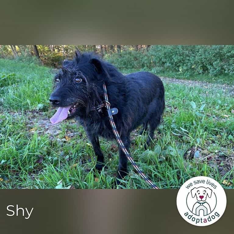 Shy Shani: Sucht geduldige Zweibeiner
