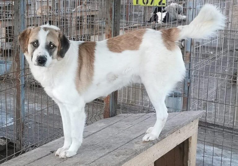 Sinbad – auf einer Pflegestelle 58762