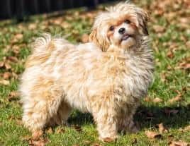 Liebe,verschmuste Lou sucht ihre Familie