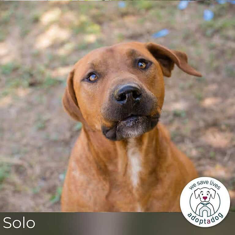 Solo: Sonnenschein auf vier Pfoten