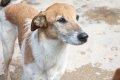 Sanfter, vertrauensvoller Hund Salva
