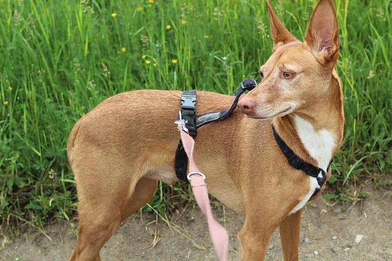 Lieber Hund Dobby sucht Pate