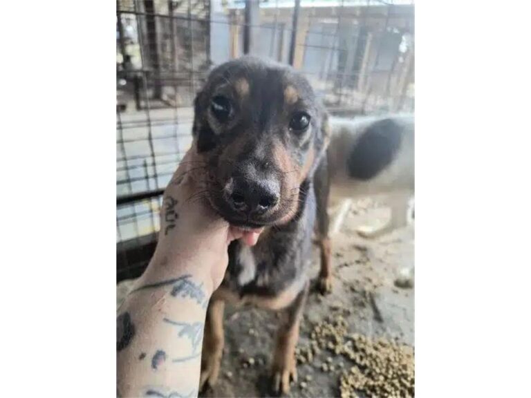 Aivy – Pflegestelle oder Zuhause gesucht