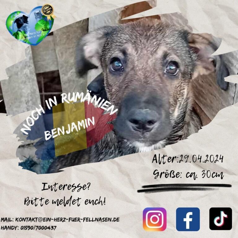 BENJAMIN – und seine 5 Geschwister