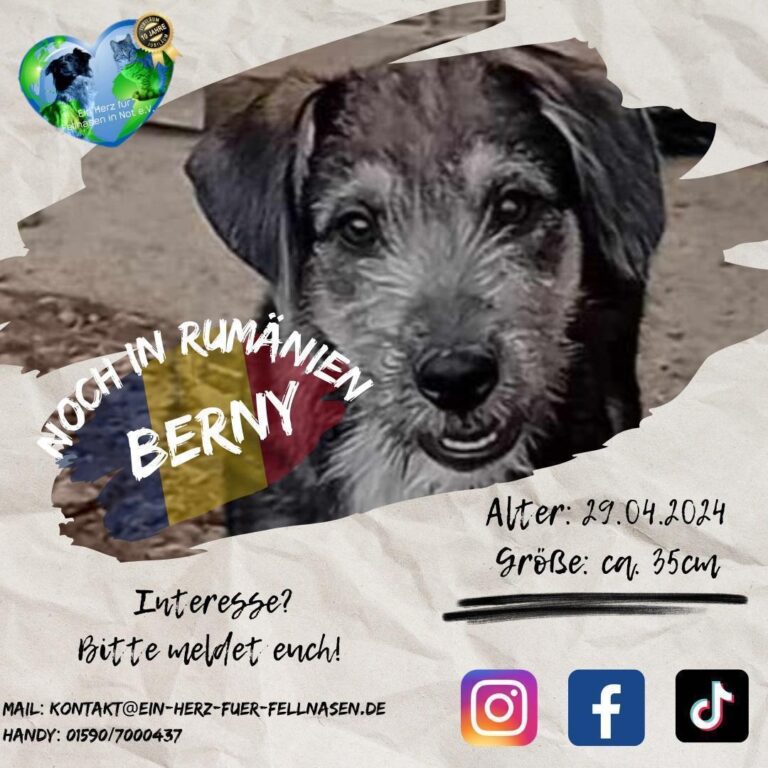 BERNY – und seine 5 Geschwister