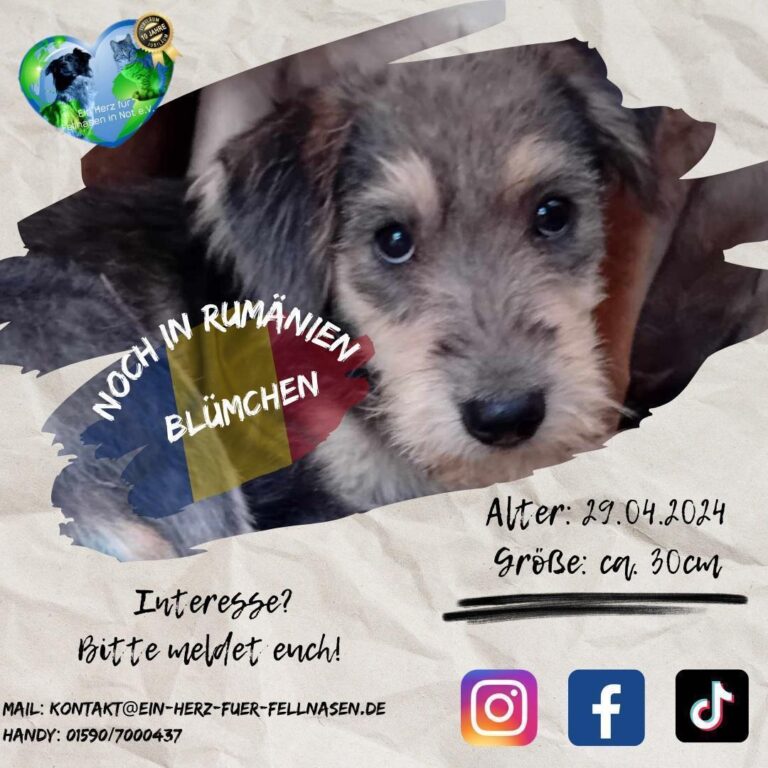 BLÜMCHEN – und ihre 5 Geschwister