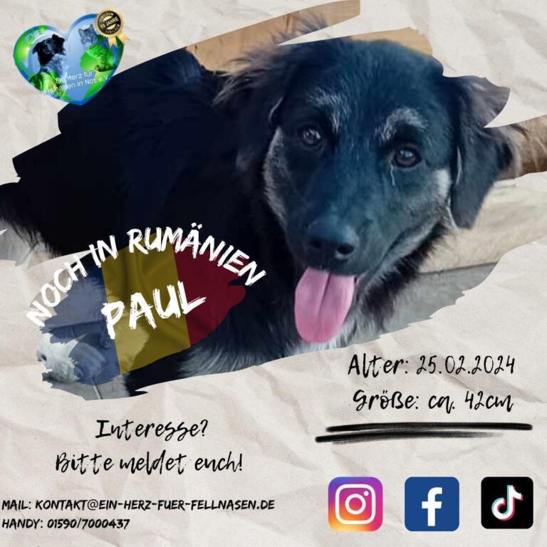 PAUL – möchte sich geborgen fühlen