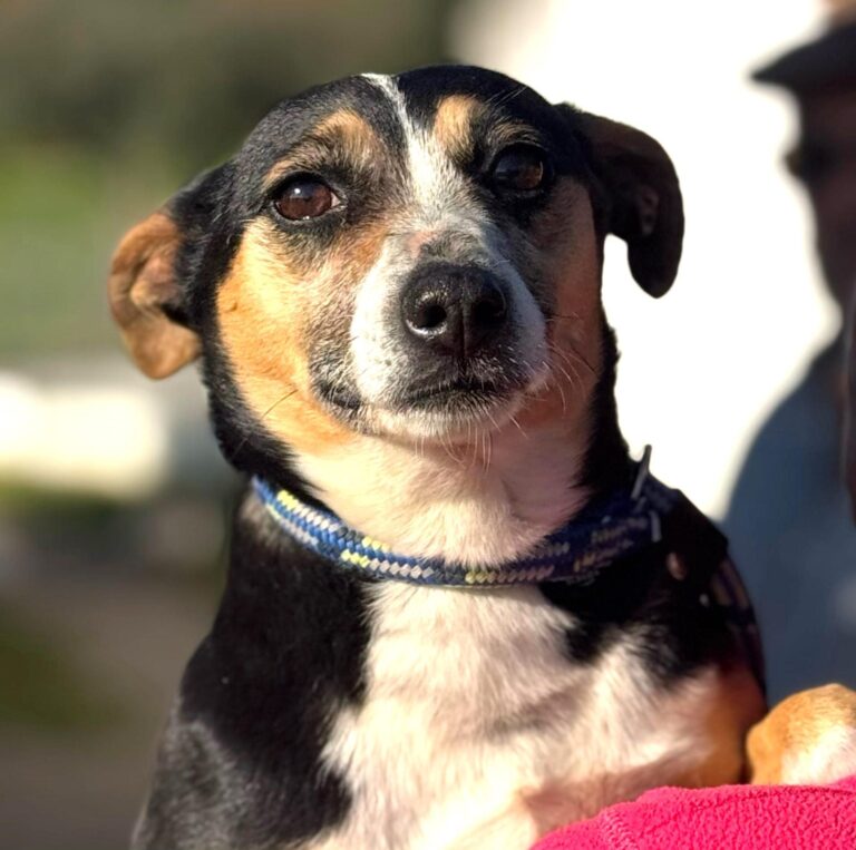 NINA