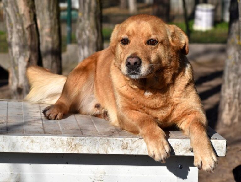 Taco: Charakterhund sucht passendes Heim