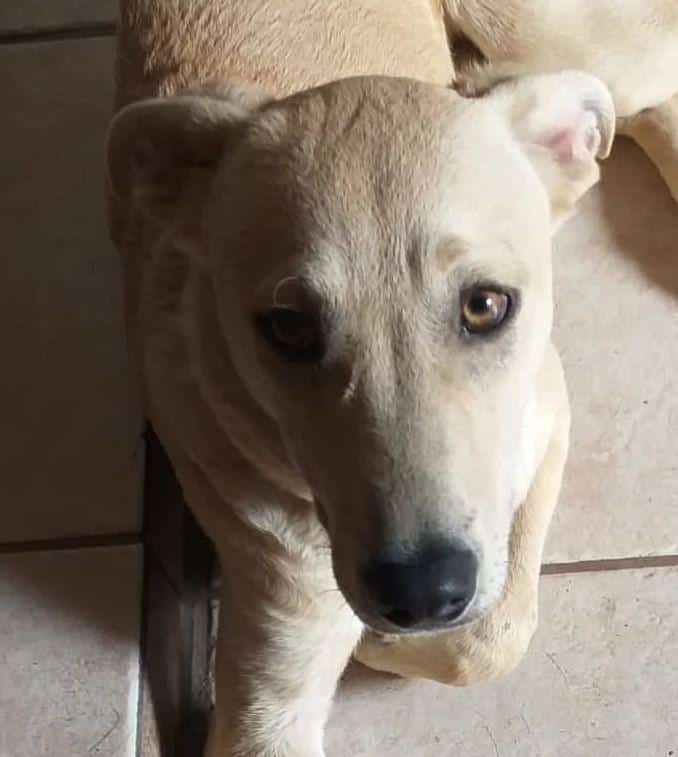 MONTIKA – möchte gern -Schoßhund- sein