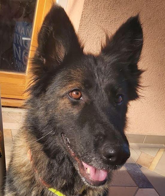 BELLA – sucht ihren Lieblingsmenschen