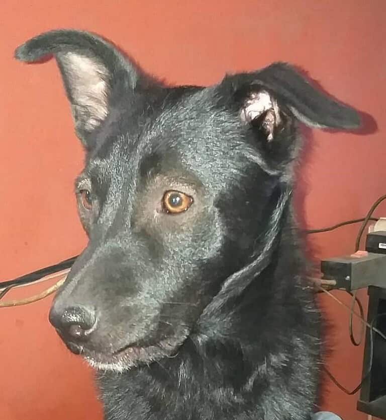 ZORRO – schwarz und unsichtbar