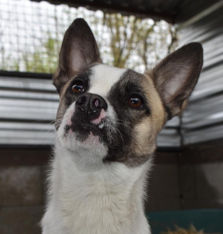 Amador sucht Hundeversteher