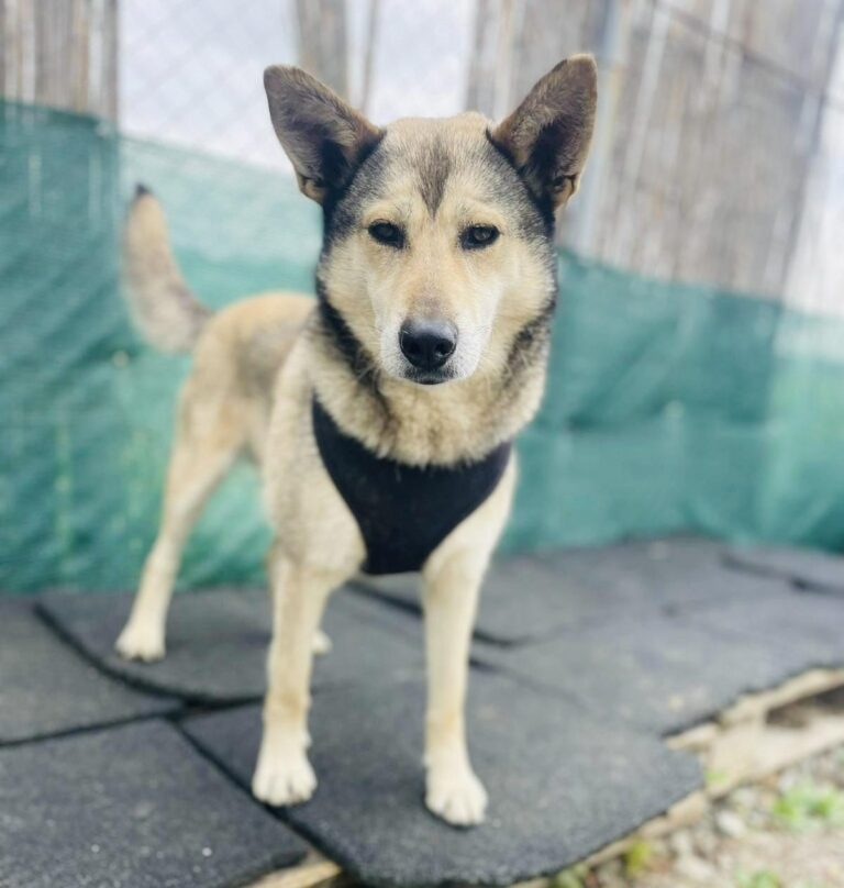 Chaki ein liebes Husky Mix Mädchen