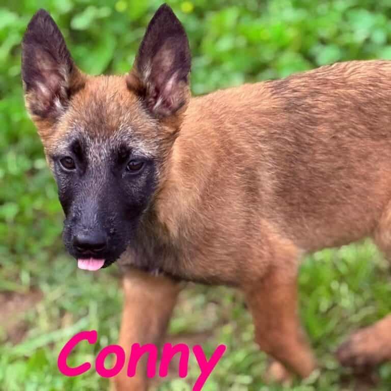 Conny lebensfrohe Welpin 11/24 ESP