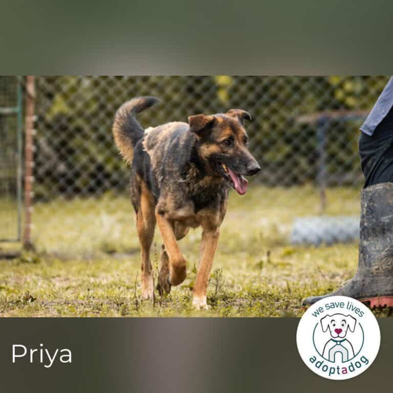 Priya: Schenke mir Liebe!