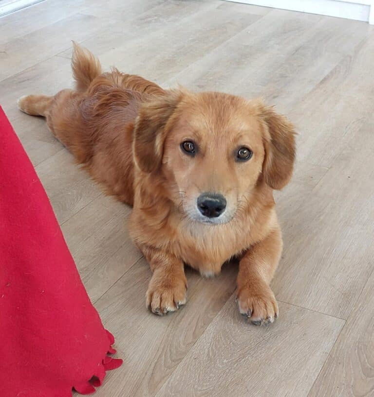 Lucky – süßer Dachelmischlingswelpe