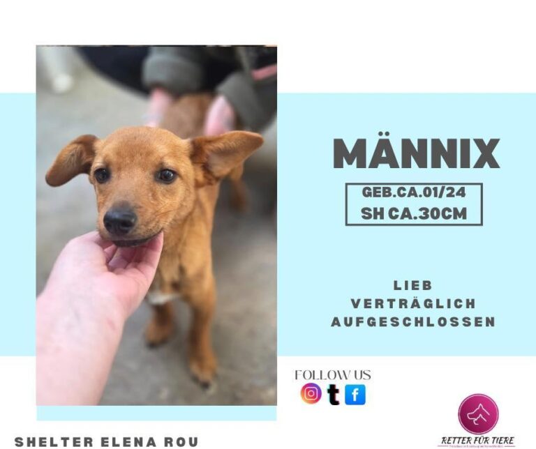 Männix❤️- freundlicher, geselliger Rüde