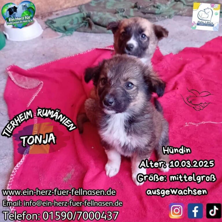 TONJA-süße Maus aus dem 4 Mäderlhaus