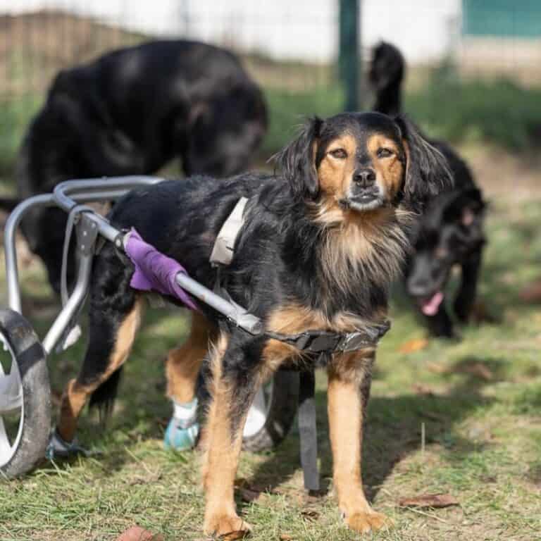 Findet Simba je ein Zuhause ?