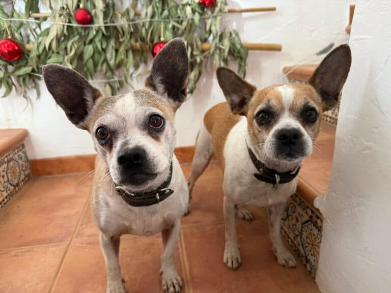 Manuel & Lole suchen gemeinsames Zuhause