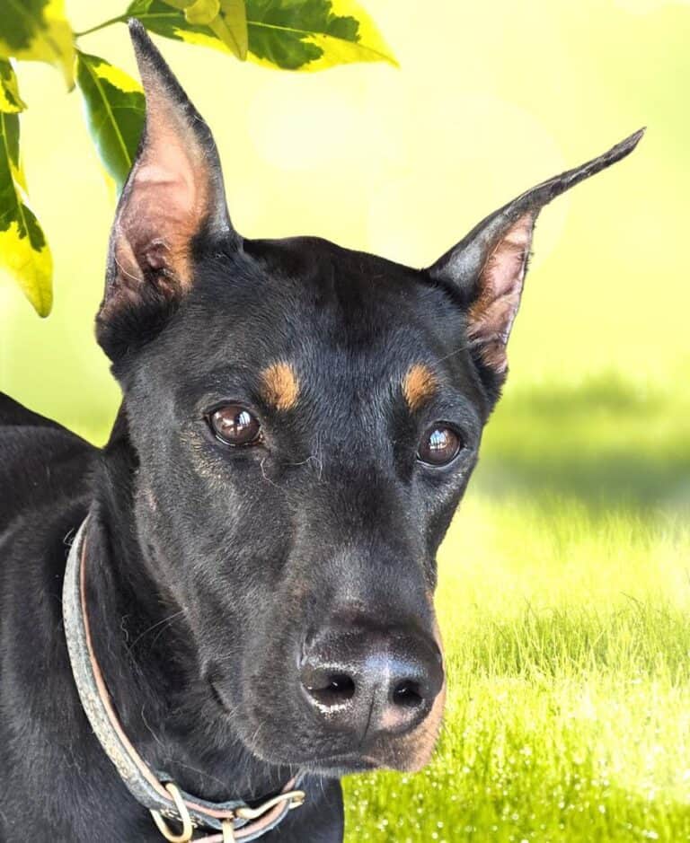 Zorro