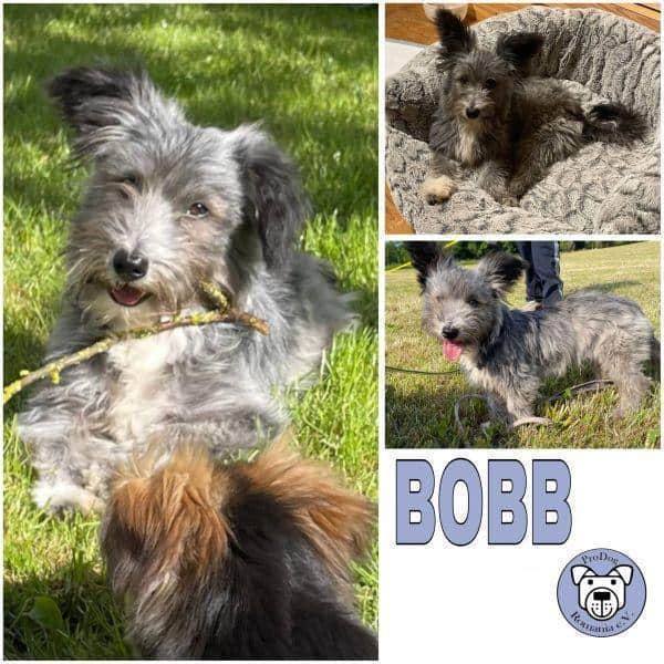 BOBB -rundum tolles Hundekind-