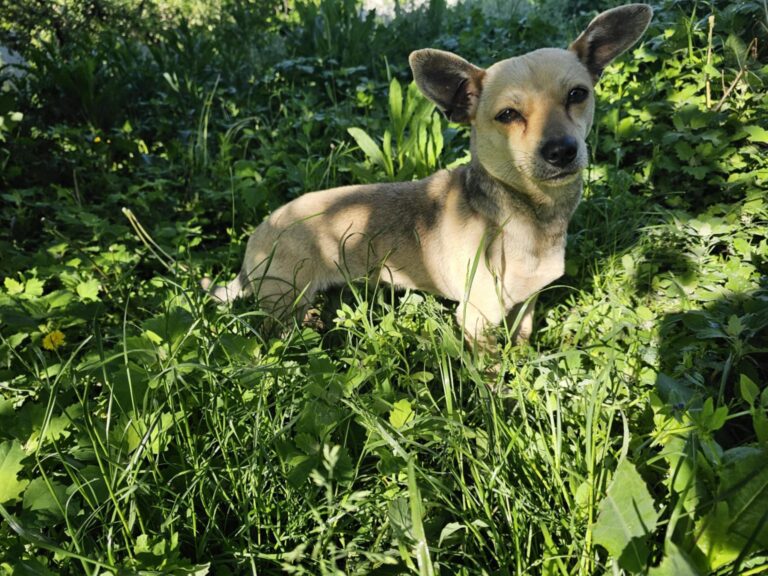 kleine Hündin Georgina sucht DICH