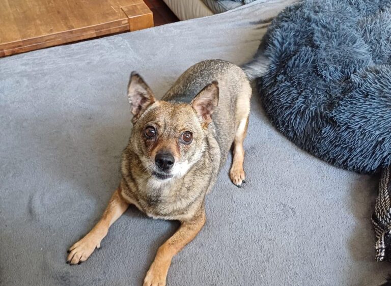 Sasha sucht Sofa