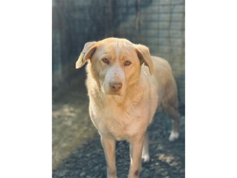 Balthasar – Pflegest. o. Zuhause gesucht