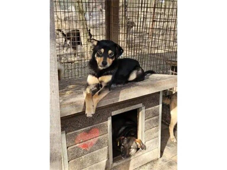 Bastian – Pflegest. oder Zuhause gesucht