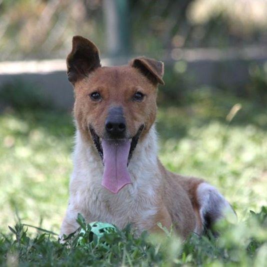 Guszti: herziger Hundemann sucht Familie