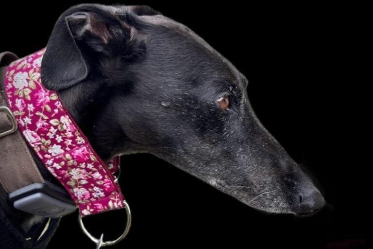 Nisha (Davinia),Galgo,in 37284 Nordhesse
