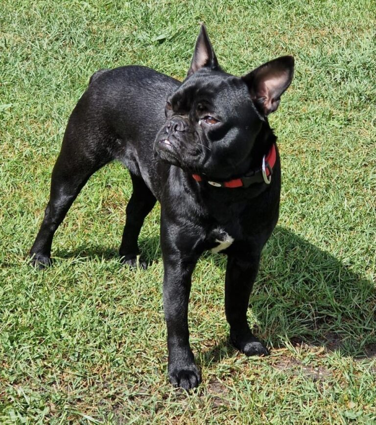 lebhafte frz Bulldogge Mix, Hündin