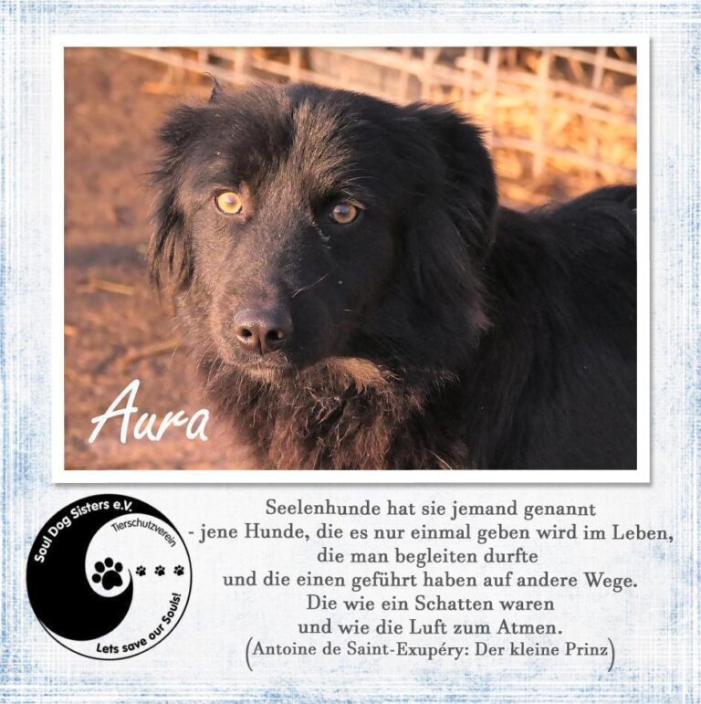 Aura sucht das Glück