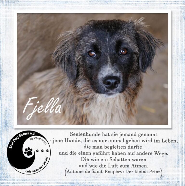 Fjella sucht das Glück