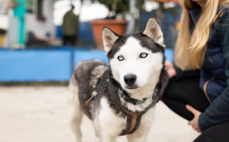 Freundliches Husky-Powerpaket Maxime