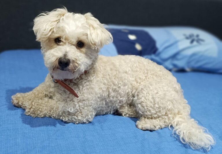 Bichon-Mix MAYA, in Dt., sucht..