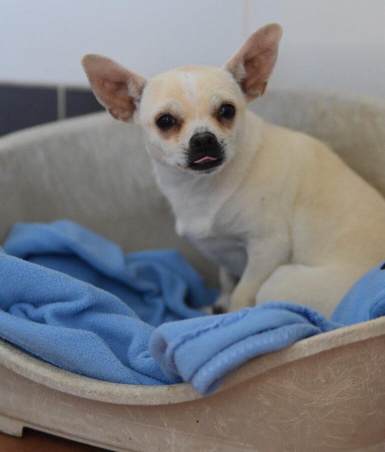 Chihuahua Albi sucht seinen Menschen