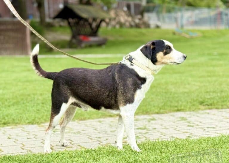PITU – ein bunter Hund