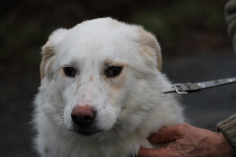Manja – sensibel u. freundlich